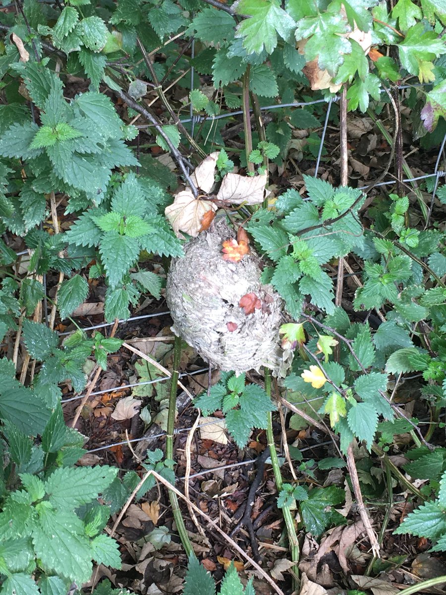 Bear_env's tweet photo. Precarious wasp nest built on a Hawthorn branch #ecology https://t.co/pBa867Tlwo