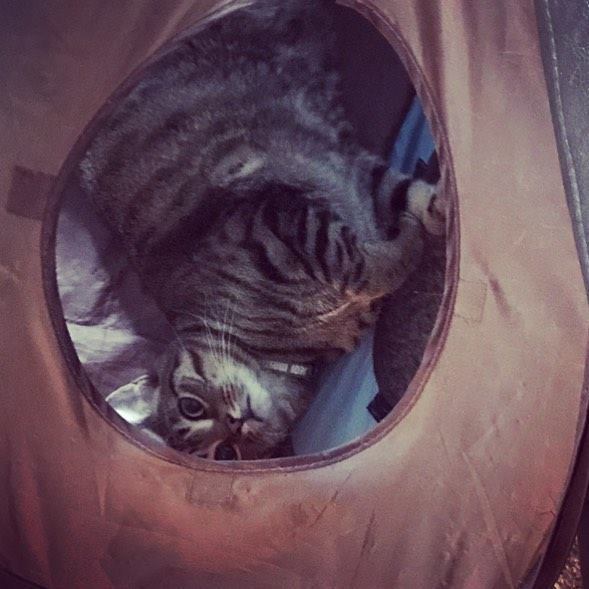 chloezoe_cute's tweet photo. Happy #caturday! 💖Chloe #cats #catsagram #catsofinstagram #kittens #fosterfailures #pets #petsagram #petsofinstagr… https://t.co/1ghetLPoL9 https://t.co/uVyq5ecI0c