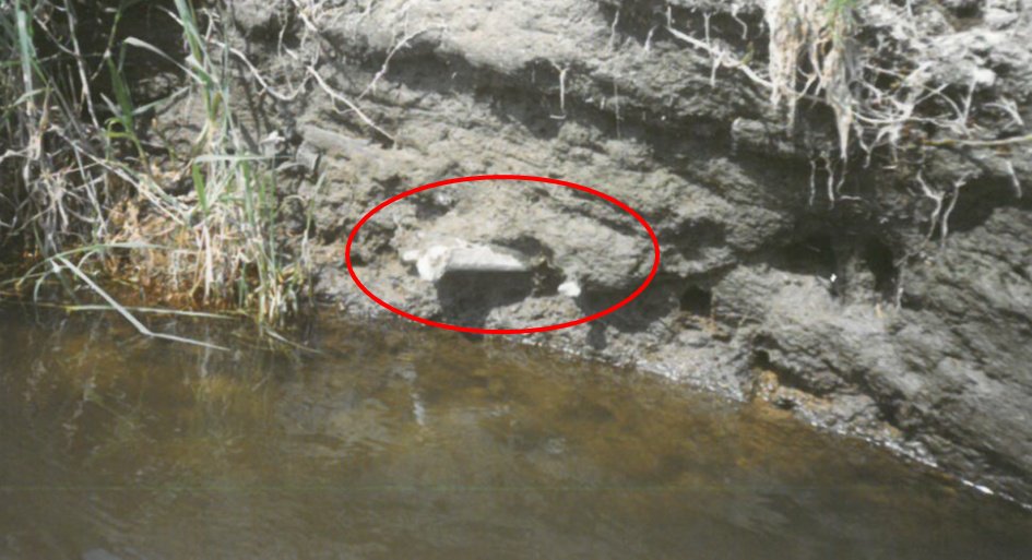 zeitneid's tweet photo. Dieses Foto vom Juli 1993 wäre die Erstentdeckung des Schlachtfeldes an der #Tollense gewesen. Leider nicht erkannt. https://t.co/Rwz3qUh2xK https://t.co/ZsZJ0jogxS