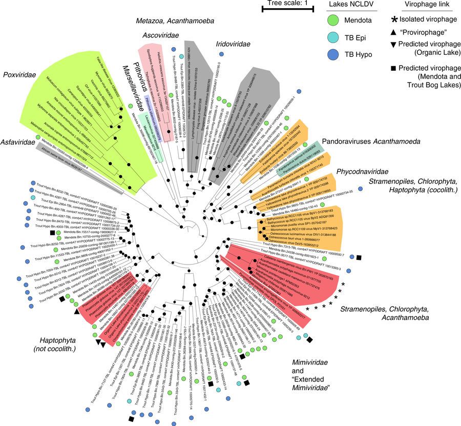 ensembl's tweet photo. Tracking #Virophage - #GiantVirus dynamics in lakes over time #ecogenomics #metagenomics @simroux_virus @NatureComms https://t.co/is8ZW2Evbq https://t.co/2ULWMBJaHK
