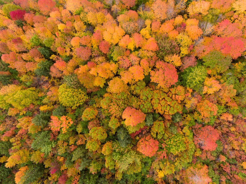 AdamHillPhoto's tweet photo. I waited 12 years to photograph a #CapeBreton fall. So worth the wait :) https://t.co/aDK3EhohQC