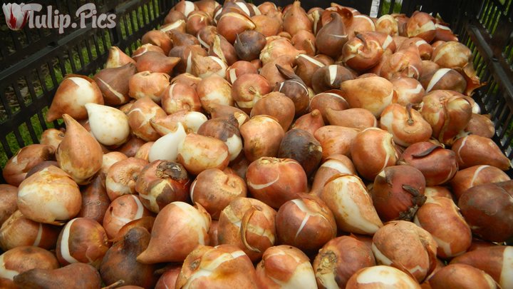 TulipCrush's tweet photo. #WorldFriendshipTulip bulbs ready for planting! 🌷 Get bulbs @CdnTulipfest https://t.co/9ZvXNP4YMd  @GardenPromenade #TiptoeTulips #Tulips https://t.co/afr0cT76yl