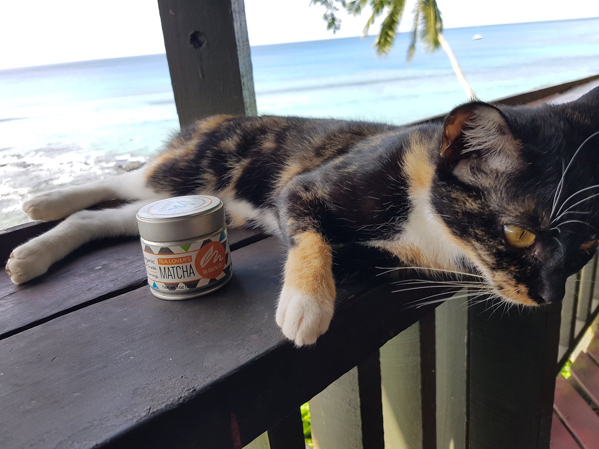 Bulamonto's tweet photo. A perfect place to share brief moments in time. @MyMatchaLife #Taveuni #Fiji #transmediaphoto #kitten #RFIDdining Leave a message in stone. https://t.co/lDmSuEwQ0p