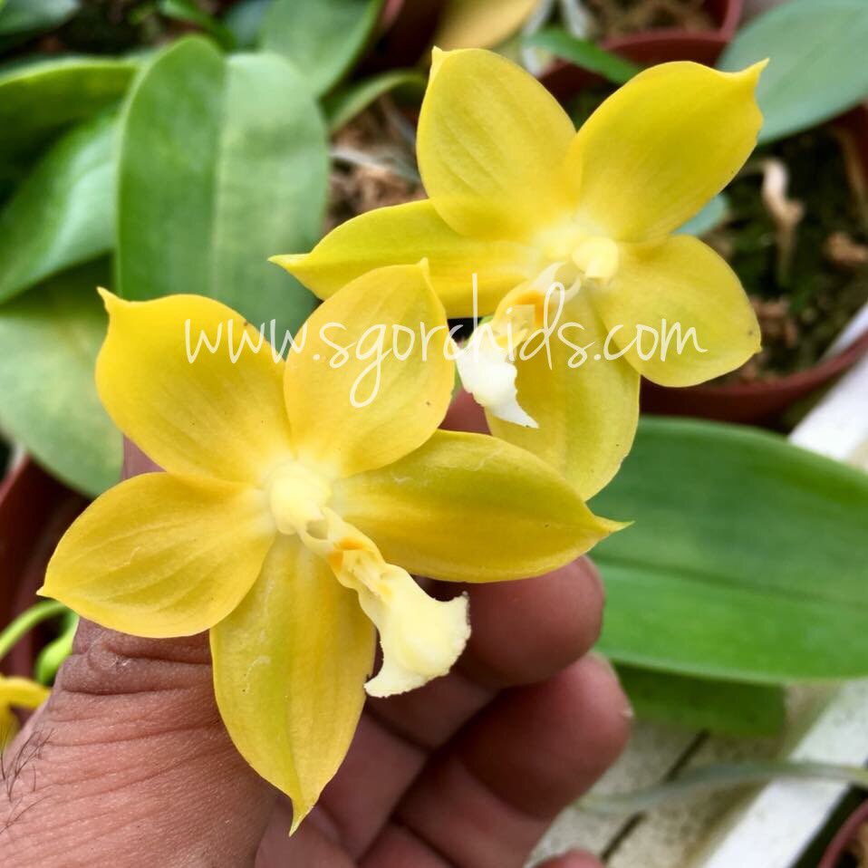 SgorchidsEvelyn's tweet photo. Phal SG Golden Ingot hybrid of Master How Wai Ron #sgorchids #sg #singapore #phal #singaporeorchids #yellow https://t.co/IUhhPGP4GF