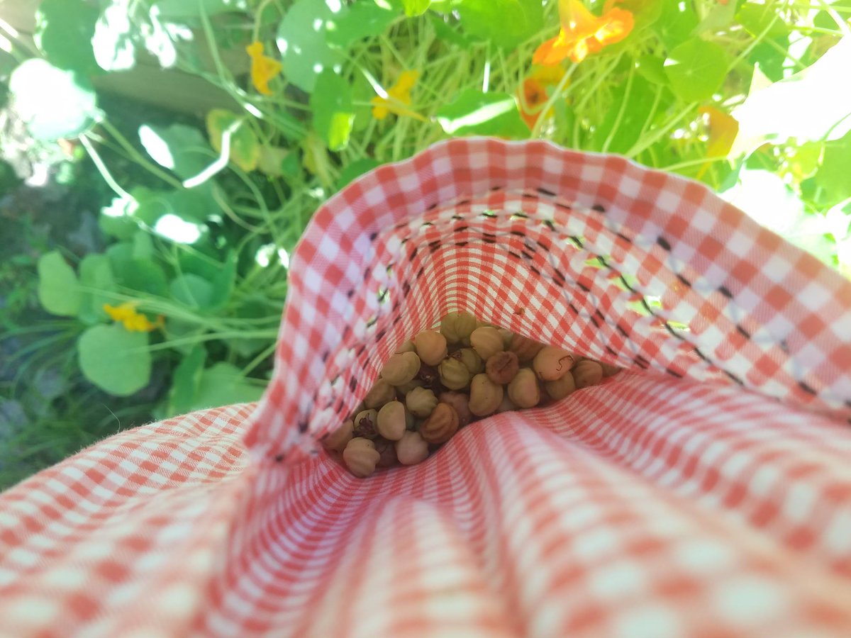 LibertyImages's tweet photo. Apron pocketful of nasturtium seed. What is your afternoon yielding? https://t.co/MZt5crhFii