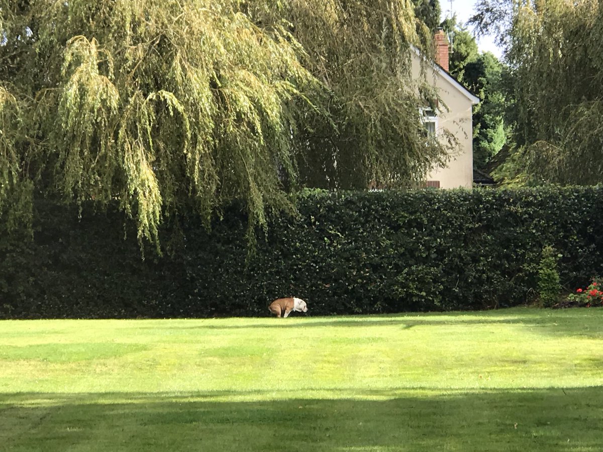 Ibra_official's tweet photo. Beautiful garden https://t.co/PctBjtpWAl