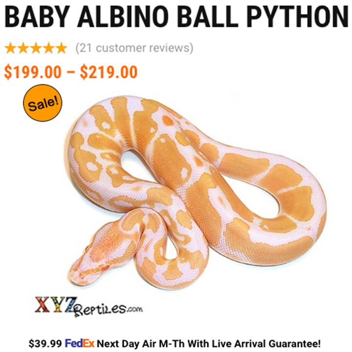 XYZReptiles's tweet photo. https://t.co/vlgFJDMKRO #xyzReptiles #ballpython #babyballpython #ballpythonmorph #python #snake #snakes #albinoball #albinoballpython #pets https://t.co/pXR32E93ve