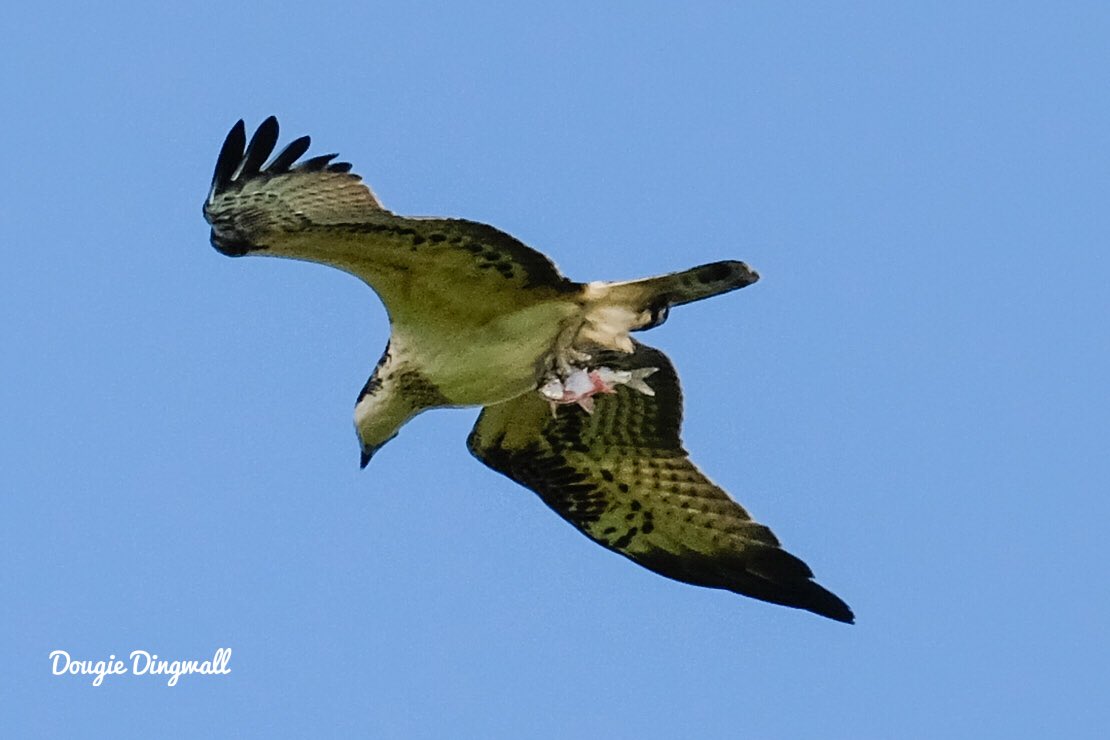 DougieDing's tweet photo. Osprey with fish supper @Holkham #Norfolk 14/10/17. @vstnorthnorfolk @iNatureUK @BBCSpringwatch https://t.co/cmSkmbof0x