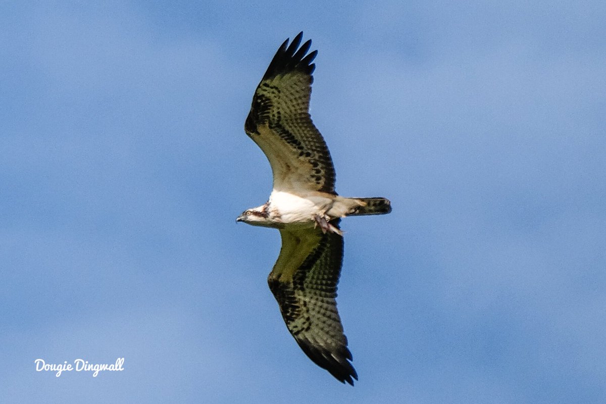 DougieDing's tweet photo. Osprey with fish supper @Holkham #Norfolk 14/10/17. @vstnorthnorfolk @iNatureUK @BBCSpringwatch https://t.co/cmSkmbof0x