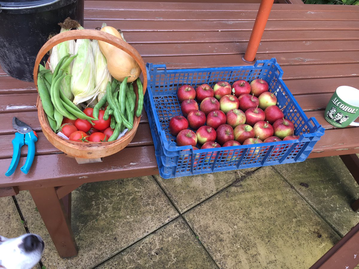 Rusty_Ricker's tweet photo. Almost the final harvest from the garden #growyourown #vegetablism https://t.co/NDWZcm34dl