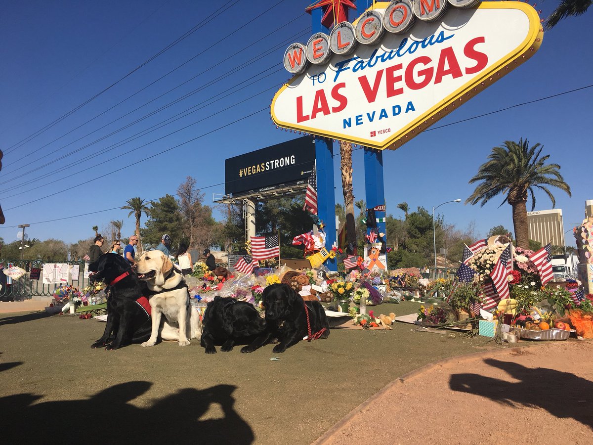 CherneyAmharaTV's tweet photo. Check it out, the therapy dogs that have been helping our community heal stopped by the Fabulous Las Vegas sign and memorials @FOX5Vegas https://t.co/Scf27M1tWI