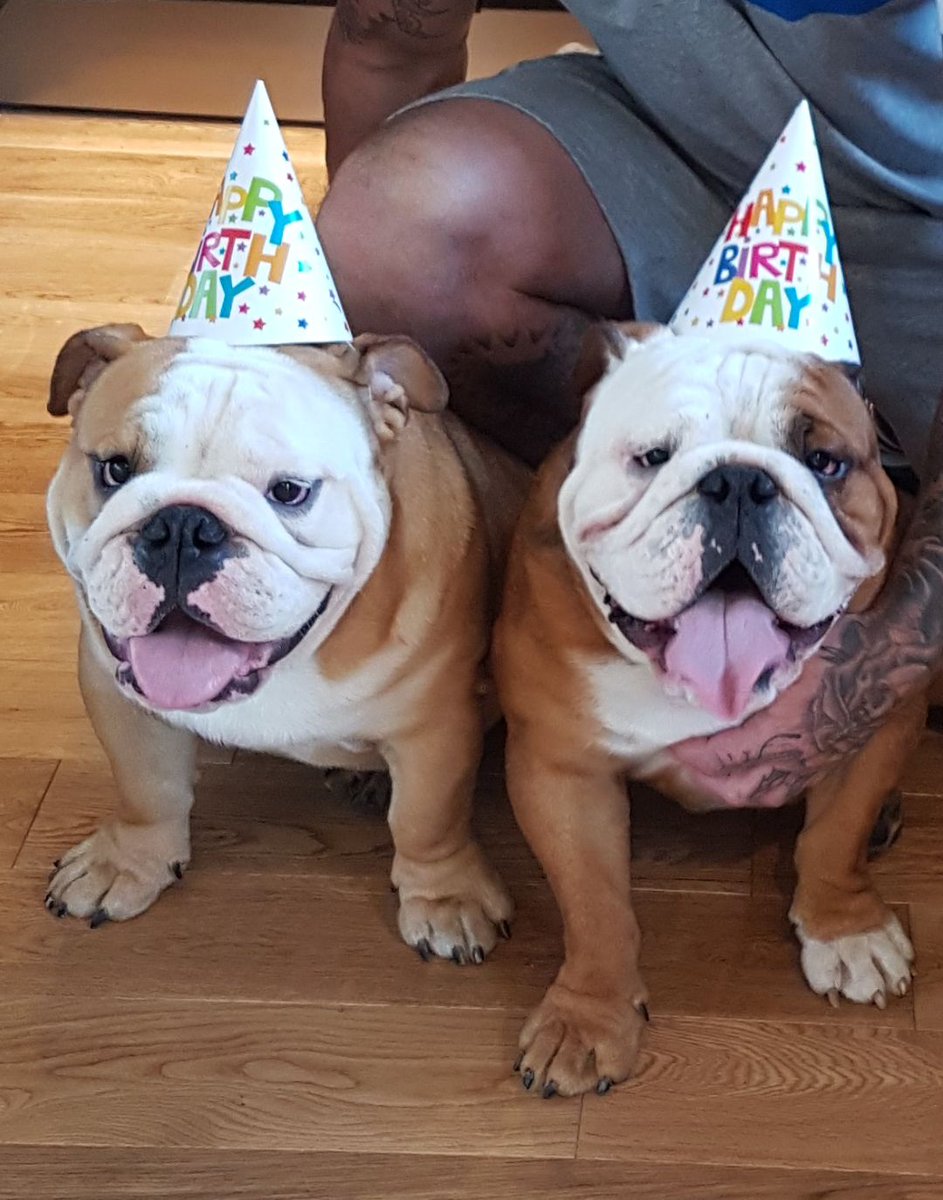JaydeHenry's tweet photo. Happy first birthday to my Clyde ( the one in the right) https://t.co/kCTEyAcnVj