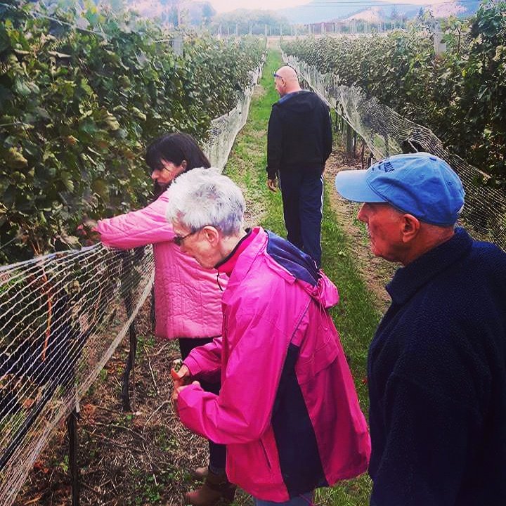 KelownaTours's tweet photo. It's that time of year! Our guests helped pick grapes for the next big grape crush. More great vintage to come 🍷 #bcwine #clubwinetours https://t.co/uVmqwLQJeu