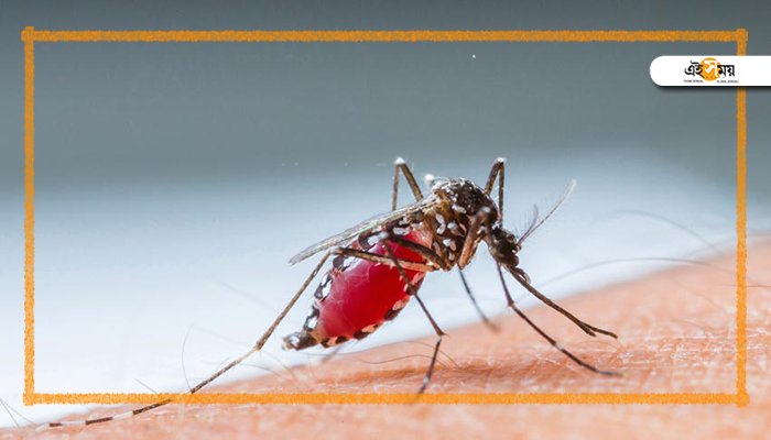 Ei_Samay's tweet image. ডেঙ্গিকে এখন গীতাঞ্জলি বলে ডাকুন
 blogs.eisamay.indiatimes.com/suvashismaitro…
#DengueFever #EiSamayBlog