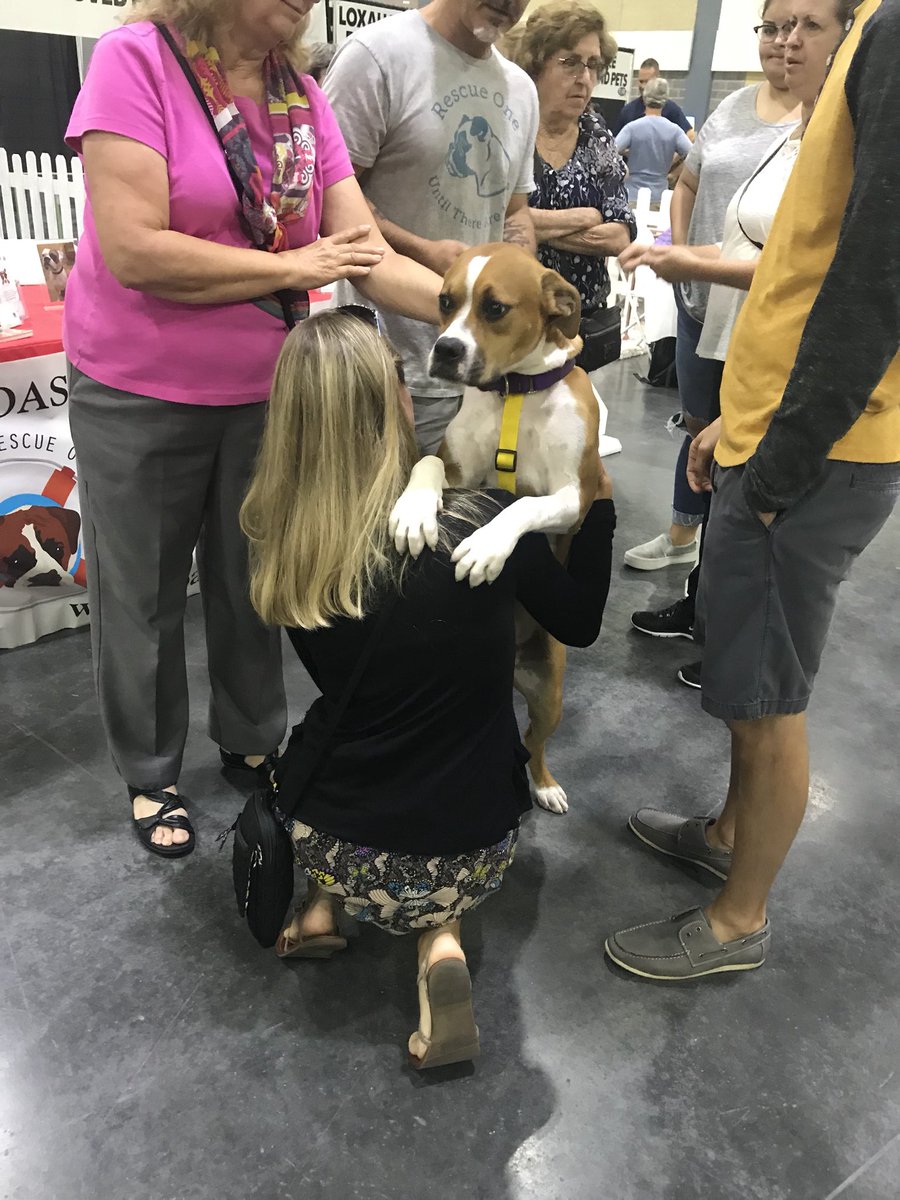 samsminknews's tweet photo. Come adopt some of these cuties at the #countdown2zero event. They’re at the Palm Beach County Convention Center until 5. #wptv @wptv https://t.co/isxd6FNG8m