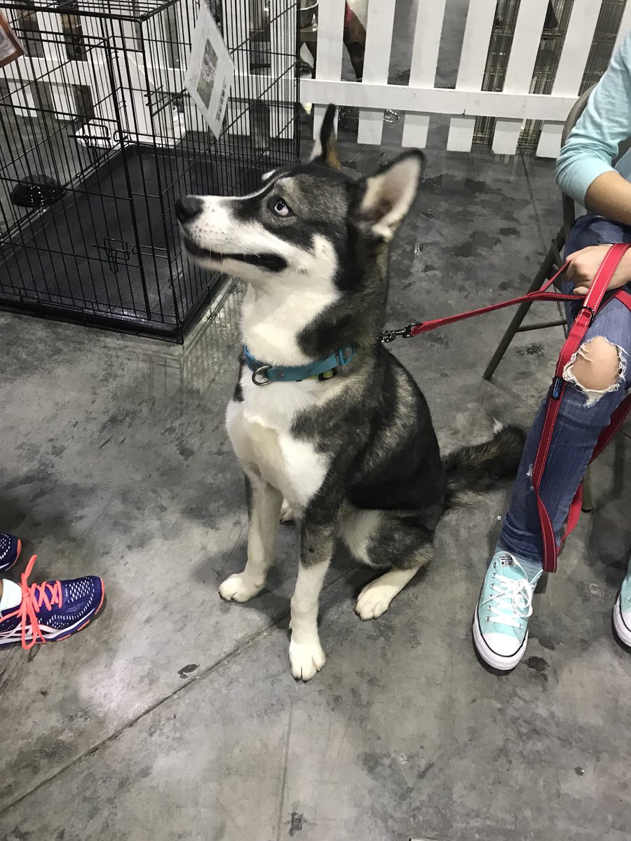 samsminknews's tweet photo. Come adopt some of these cuties at the #countdown2zero event. They’re at the Palm Beach County Convention Center until 5. #wptv @wptv https://t.co/isxd6FNG8m