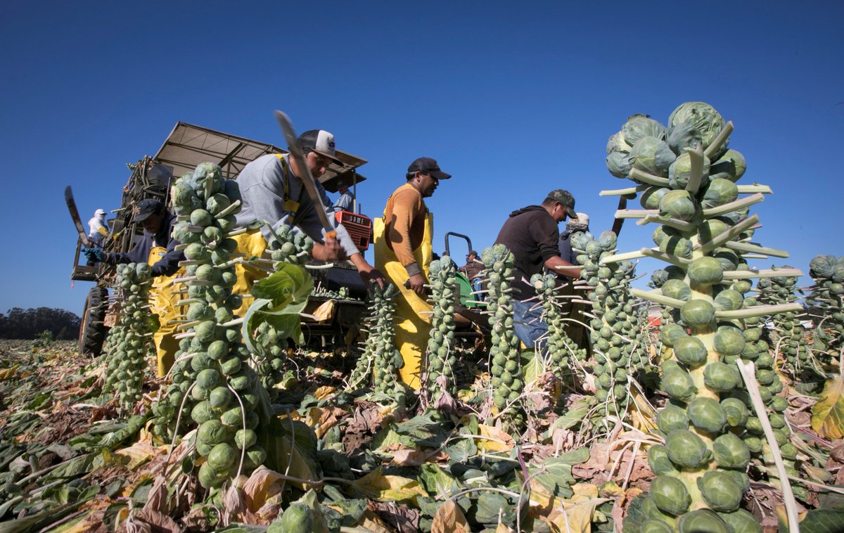CAFarmBureau's tweet photo. Have you noticed high Brussels sprouts prices? The harvest has been behind schedule this year - #FromtheFields https://t.co/fePebpnMBy https://t.co/DsNMjiALU4