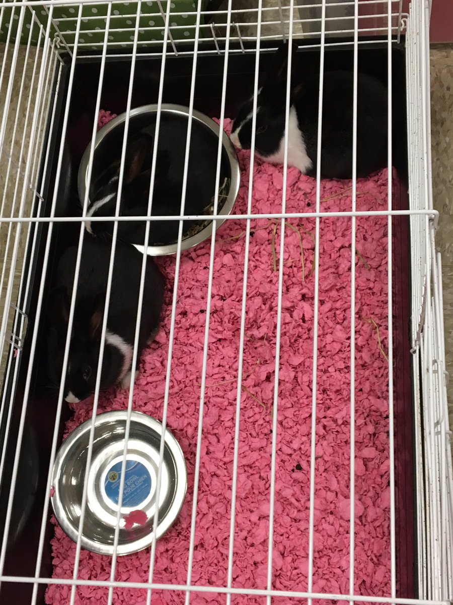 petsmart2069's tweet photo. We've got bunnies up for adoption!! https://t.co/8eyGzWbBc5