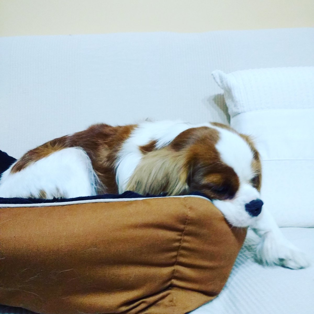 AdorableToutou's tweet photo. Lady Tonka #ckc #chien #adorabletoutou #ckc #cavalier #kingcharles  
#Lyon #DogLyon #cavalierkingcharlesspaniel #cavalierlover #cavalierlove https://t.co/k3OUeq1wLI