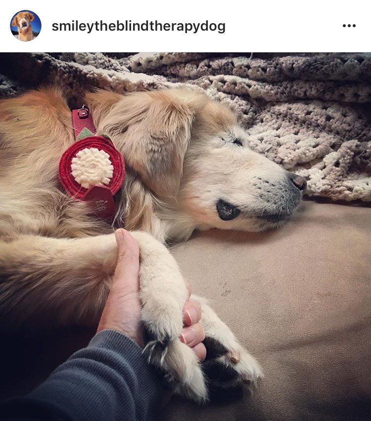 WeRateDogs tweet media