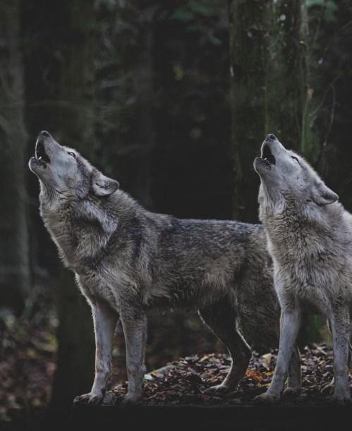 _wolves__'s tweet image. Have a nice weekends my friends