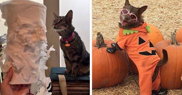 BuzzFeed's tweet photo. 24 tweets that prove cats are assholes and dogs are the best https://t.co/JvX63TK76V https://t.co/6V4n6fbaz1