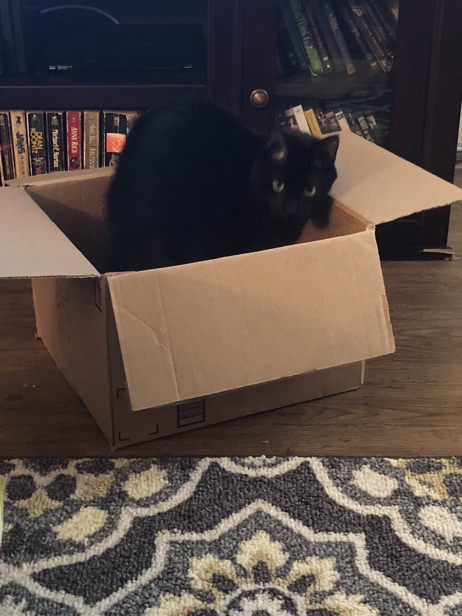 KingLokiTheCat's tweet photo. Happy #catboxsaturday #CatsofTwitter #blackcatsoftwitter #housepanther https://t.co/pNq0jmyQRB