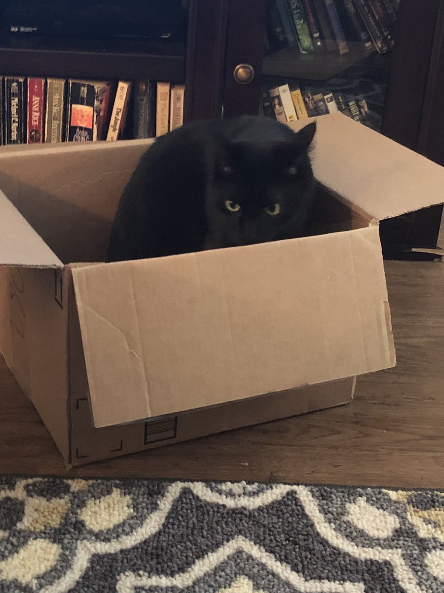 KingLokiTheCat's tweet photo. Happy #catboxsaturday #CatsofTwitter #blackcatsoftwitter #housepanther https://t.co/pNq0jmyQRB