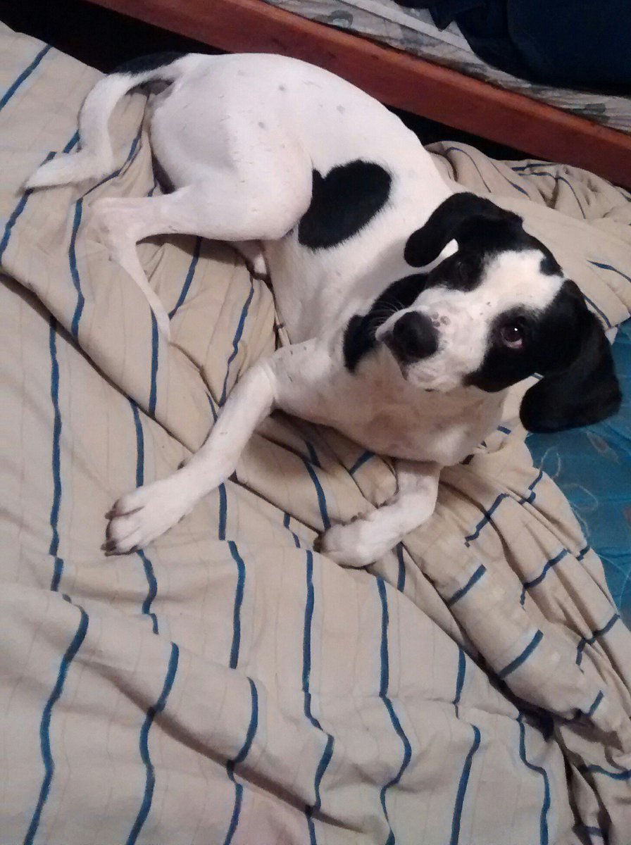 Se perdió hoy por 135 y 38. Responde al nombre de NESTOR. Cualquier cosa avisar al 2214184144, DIFUNDAN !!