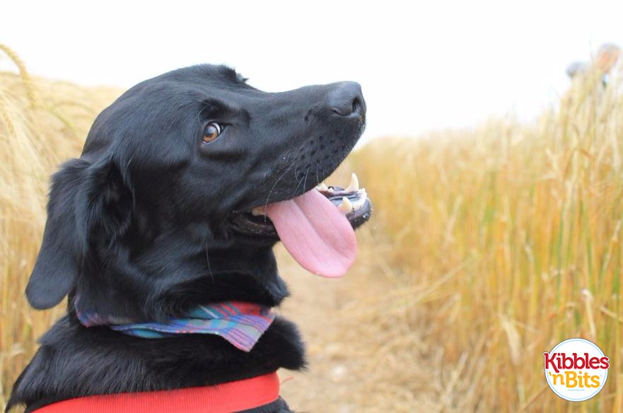 Labs are some of our favorite pups and we're not the only ones! Labrador's have been on the AKC's top 10 breeds for 25 consecutive years.