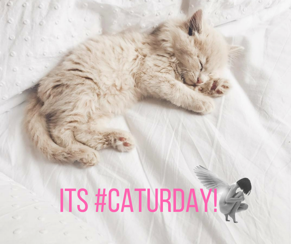 Happy #caturday everyone!