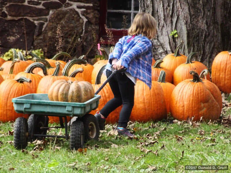 dgroff's tweet photo. #traugers #farmmarket @ #kintnersville @visitPA #pumpkin #halloween #northhamptoncounty https://t.co/cSJB5KoW6l