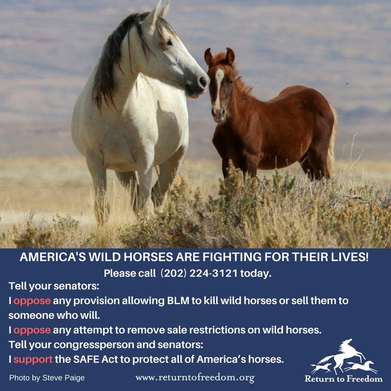 ReturnToFreedom's tweet photo. TAKE ACTION: Senate Appropriations Committee to vote on #wildhorses! https://t.co/l3noRJIXVF https://t.co/uKXv1dGkCv