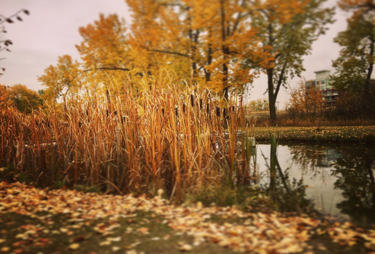 InglewoodYYC's tweet photo. Fall in Inglewood! #autumn #cattails #nature #park #walk https://t.co/K6SpLpKjBM