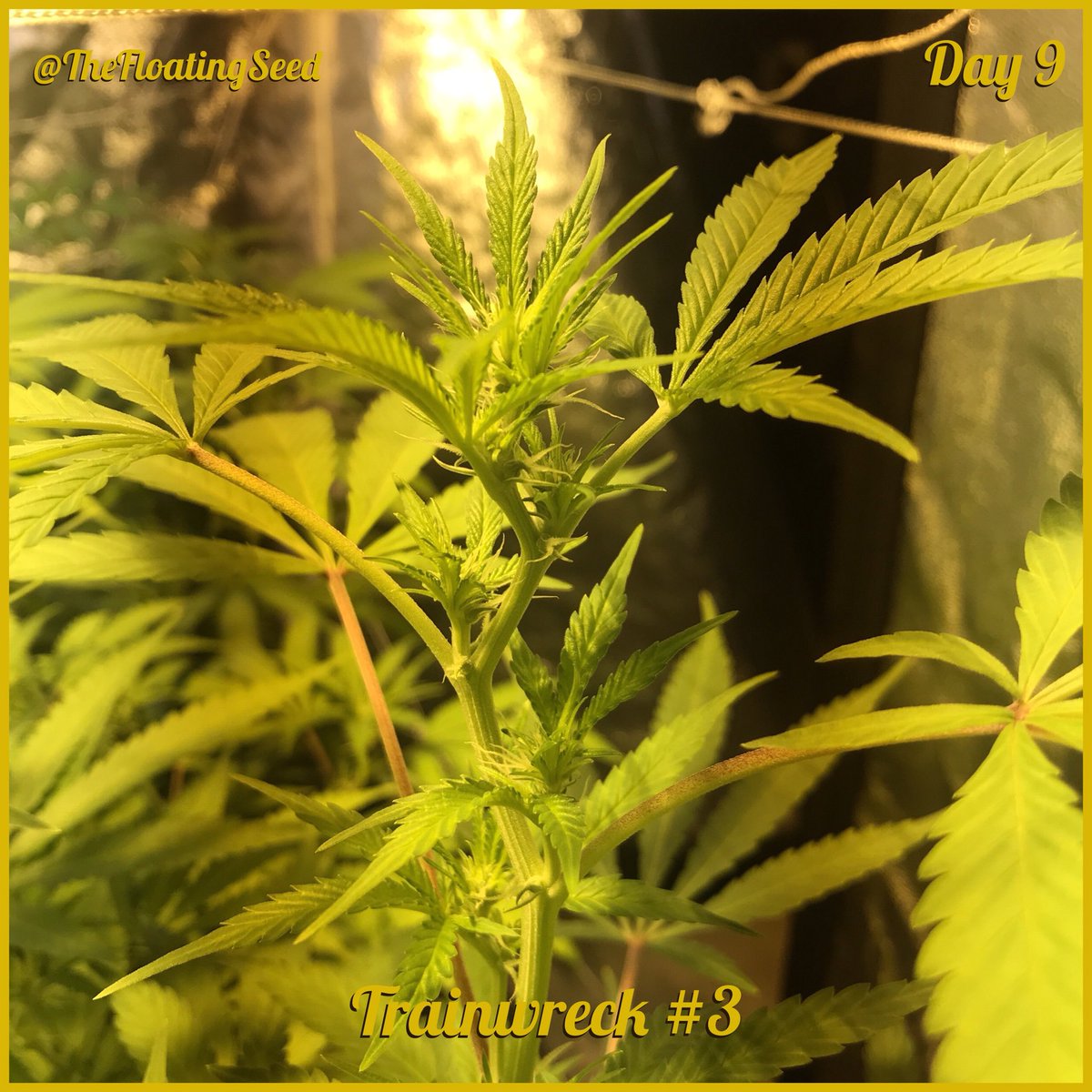 Odd_Puffin's tweet photo. Day 9 and some of these girls are hungry will be increasing some feedings. All tips are welcomed! #420 #Cannabis #Marijuana #Prop215 #Amendment64 #cultivar #horticulture #mmj #trainwreck #amnesiahaze #growyourown #weed #Homegrown #terpenes #cannabinoids #leaf #grow #plants https://t.co/2g8DhENtTe