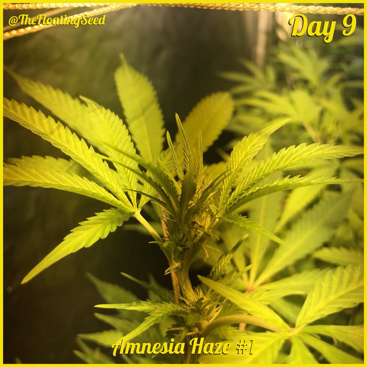 Odd_Puffin's tweet photo. Day 9 and some of these girls are hungry will be increasing some feedings. All tips are welcomed! #420 #Cannabis #Marijuana #Prop215 #Amendment64 #cultivar #horticulture #mmj #trainwreck #amnesiahaze #growyourown #weed #Homegrown #terpenes #cannabinoids #leaf #grow #plants https://t.co/2g8DhENtTe