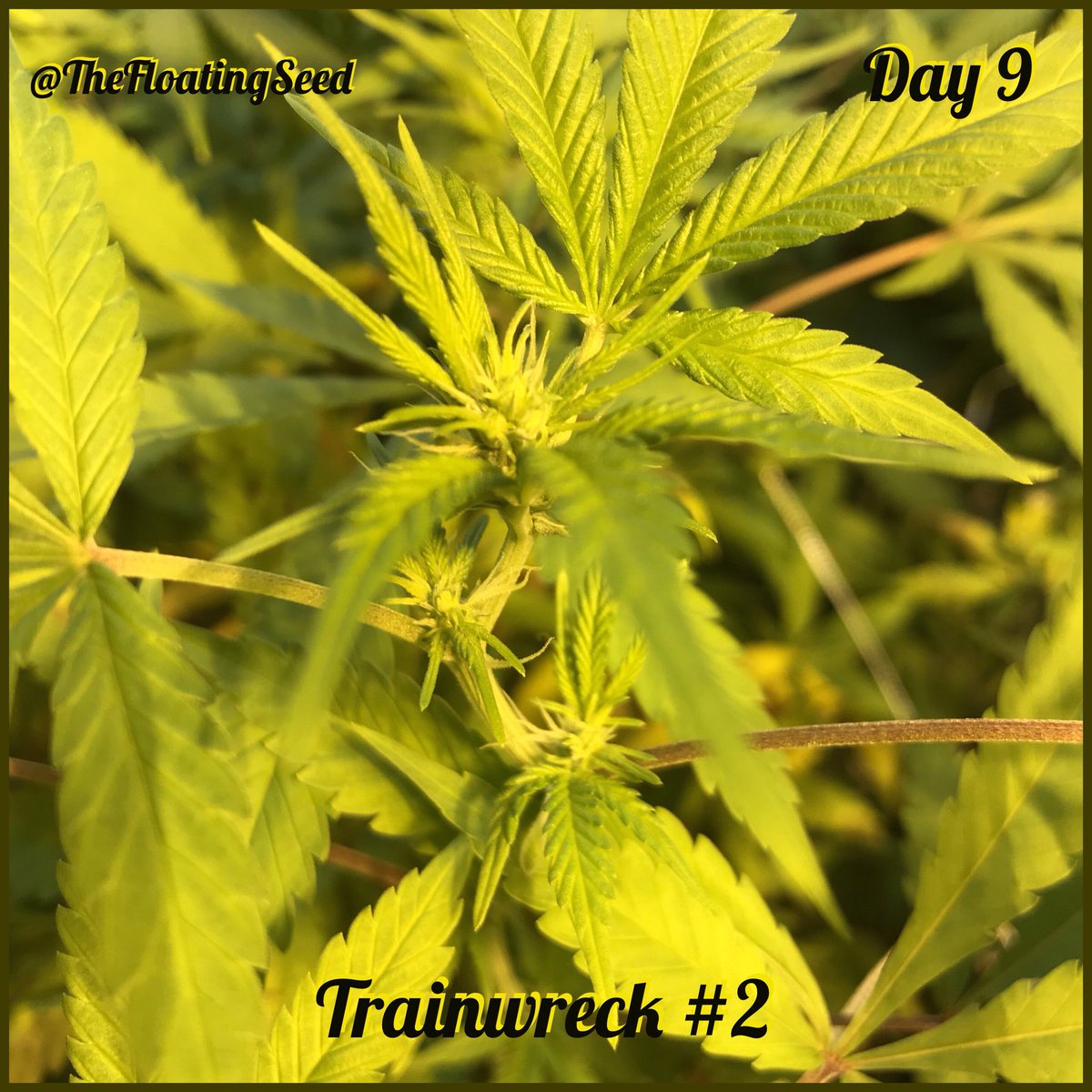 Odd_Puffin's tweet photo. Day 9 and some of these girls are hungry will be increasing some feedings. All tips are welcomed! #420 #Cannabis #Marijuana #Prop215 #Amendment64 #cultivar #horticulture #mmj #trainwreck #amnesiahaze #growyourown #weed #Homegrown #terpenes #cannabinoids #leaf #grow #plants https://t.co/2g8DhENtTe