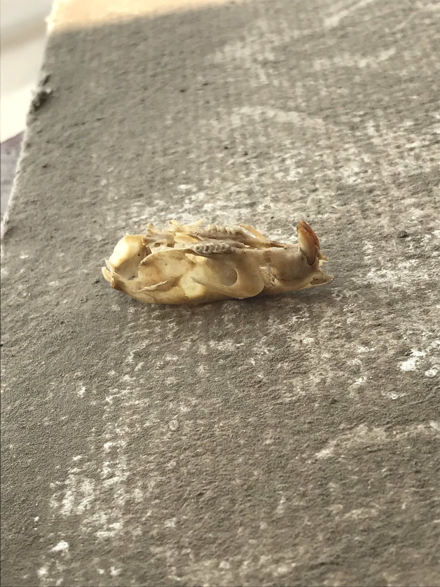 GrooovyGx's tweet photo. The shit I find removing ceiling tiles to find electrical boxes #ratskull #ratsbitingelectrialline https://t.co/dnmY19ZsJz