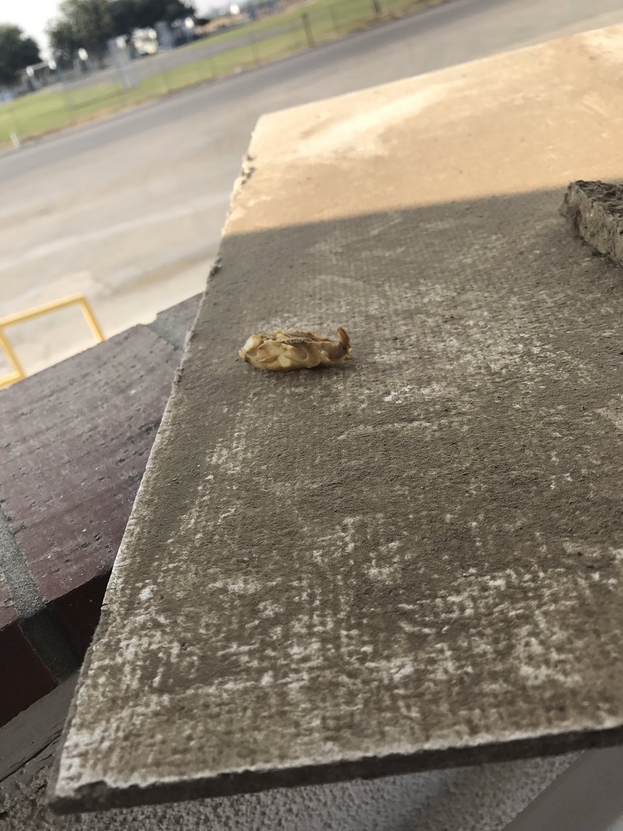 GrooovyGx's tweet photo. The shit I find removing ceiling tiles to find electrical boxes #ratskull #ratsbitingelectrialline https://t.co/dnmY19ZsJz