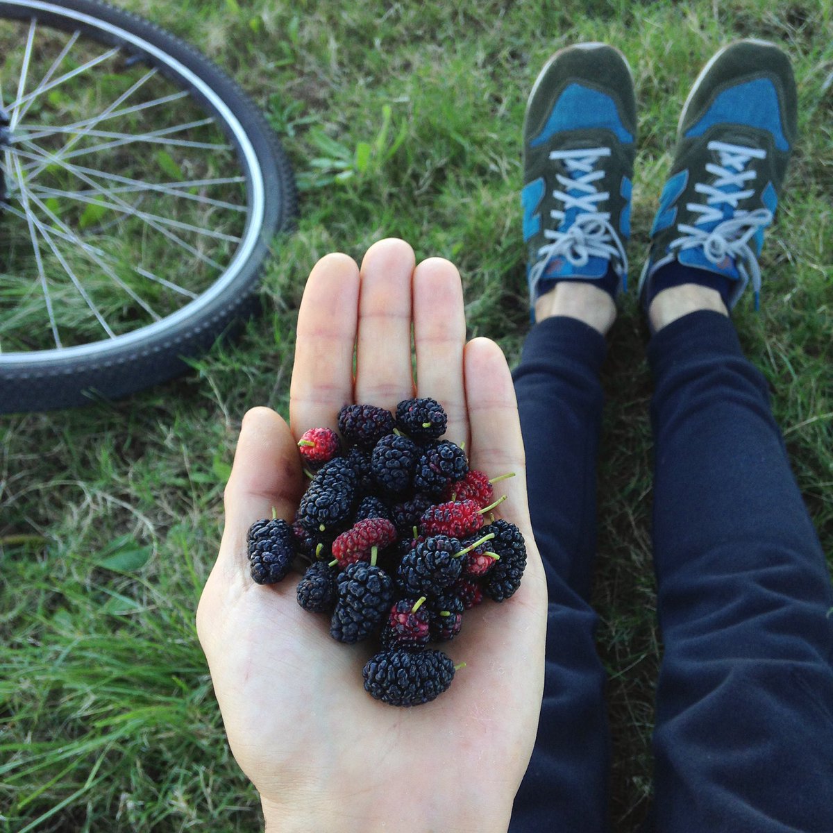 mauropiz's tweet photo. Salir en bicicleta y juntar moras a la hora de la siesta. La felicidad sin pretensiones al alcance de la mano. #HowToHygge https://t.co/mAzBPygc7A