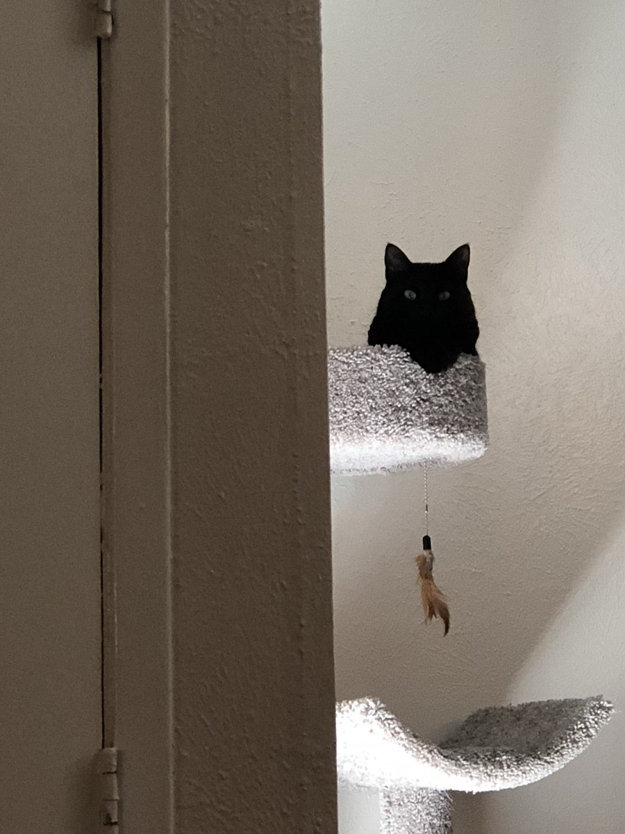 KingLokiTheCat's tweet photo. Just watching da hooman...interesting #CatsOfTwitter #blackcatsoftwitter #housepanther https://t.co/1kaLj2x5ee