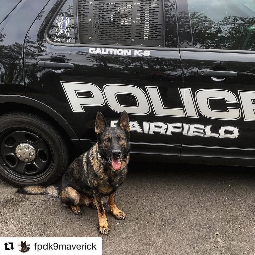FPDCT's tweet photo. #Repost @fpdk9maverick
・・・
This morning we came into work early and helped our friends with the @westportctpd loca… https://t.co/GZZ5rdmuoy https://t.co/ZzolPzI95j