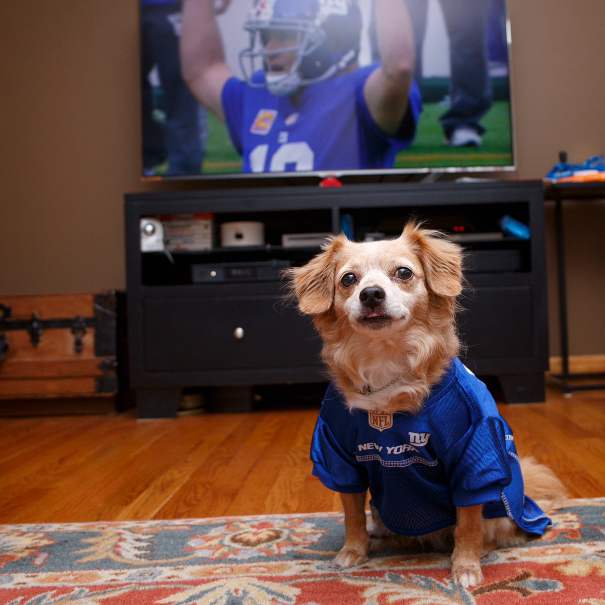 mtpagano's tweet photo. @ABC7NY @AmyFreeze7 #bigdogsunday Glenda believes this is the week the @Giants win! https://t.co/MKH3FKOrDk