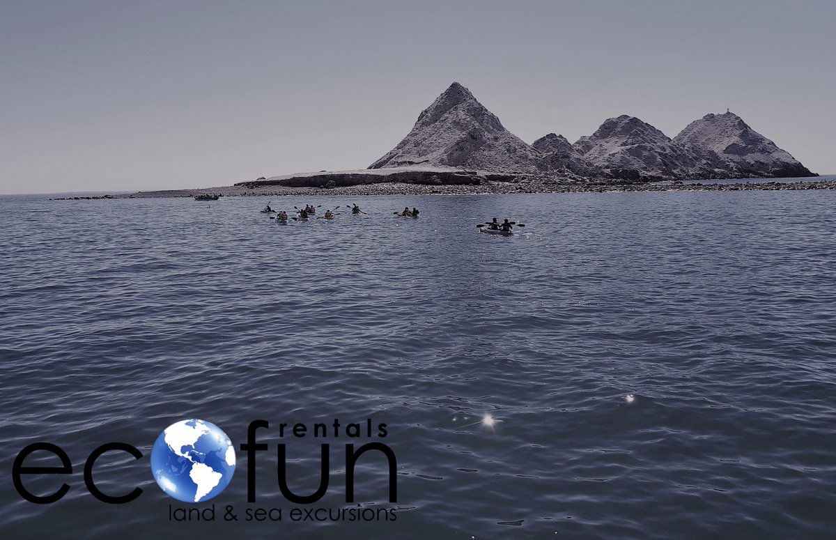 ecofuntrips's tweet photo. #ecofunrentals #birdisland #sealions #bestcrew !!!! #funday!!! https://t.co/PGSq6BIJI1