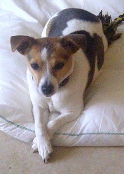 HelpFindThem14's tweet image. PLS RT for Nell missing 4 years
Disappeared between Chinnor and Crowell OX39
Owner still searching &amp;amp; hoping #ScanMe
doglost.co.uk/dog-blog.php?d…