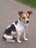 HelpFindThem14's tweet image. PLS RT for Nell missing 4 years
Disappeared between Chinnor and Crowell OX39
Owner still searching &amp;amp; hoping #ScanMe
doglost.co.uk/dog-blog.php?d…