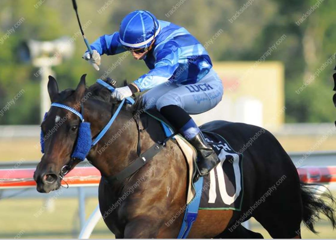 SunriseStallion's tweet photo. Raggle Varr, a daughter of #BigBrown, collected her fourth career victory at Gold Coast in Australia on Saturday while ridden by Zoe White https://t.co/fyUqWeepk3