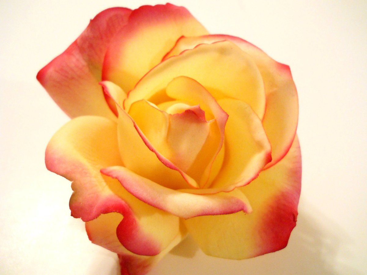 MicheleMyFairy's tweet photo. Rose Hair Clip, Yellow Pink Tips REAL TOUCH Rose for Wedding F… https://t.co/by8VrSeeUT #GoldenLaurel #RealisticRose https://t.co/D9kObzDu6u