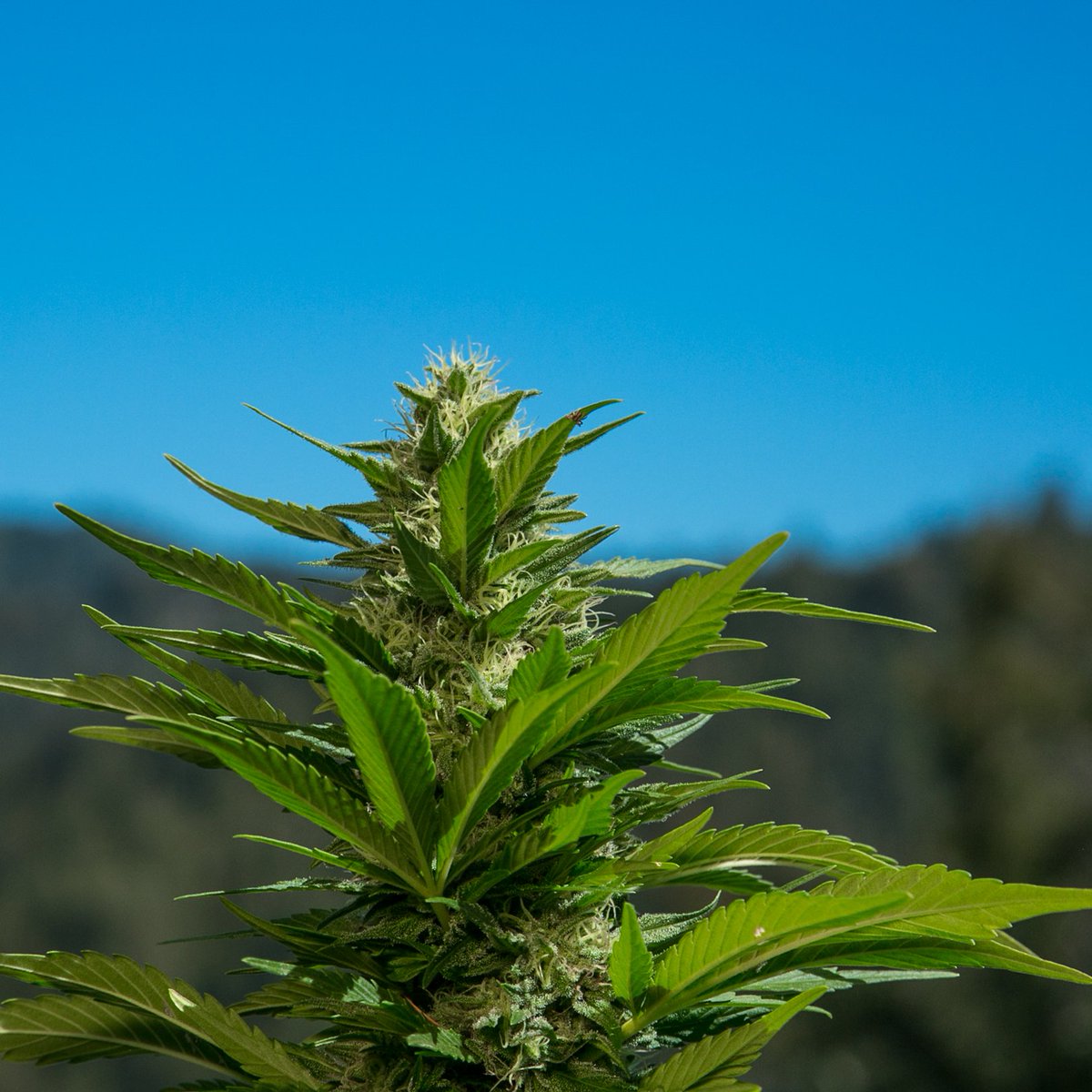 A blissful XJ-13 looking beautiful - #sanfrancisco #losangeles #mmj #potbox ptbx.co/p8