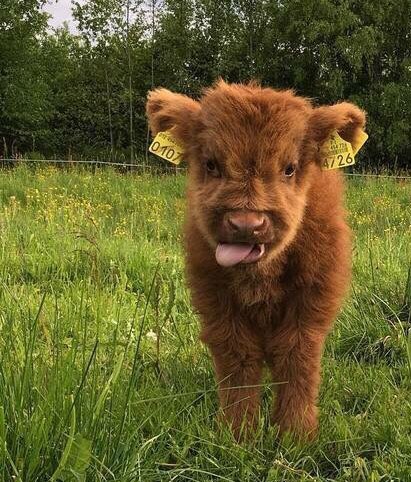 Uitsteken abortus eigenaar Ans on Twitter: "Ik wil een hele stal vol met deze baby koetjes aub X  https://t.co/Q0dcywho1l" / Twitter